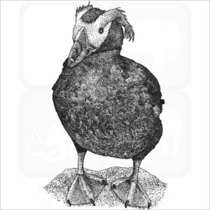 Tufted Puffin