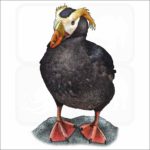 Tufted Puffin illustration
