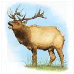 Tule Elk illustration