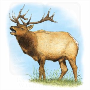 Tule Elk illustration