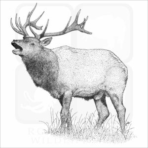 Tule Elk