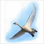 Tundra Swan illustration