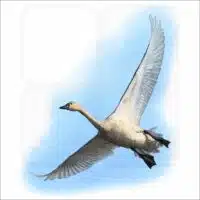 Tundra Swan illustration