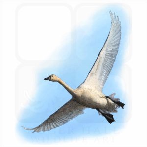 Tundra Swan illustration