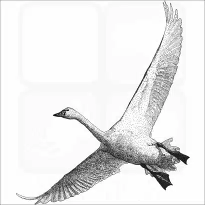 Tundra Swan