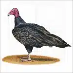 Turkey Vulture illustration