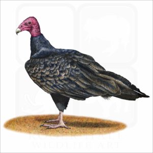 Turkey Vulture illustration