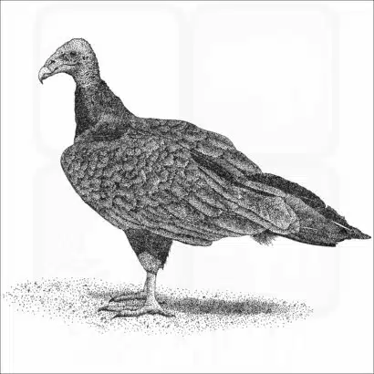 Turkey Vulture