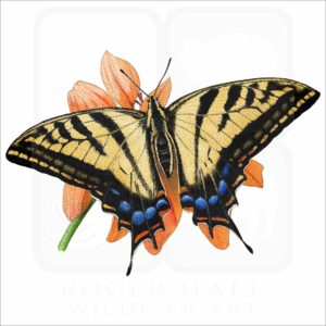 Two-Tailed Swallow Butterfly illustration