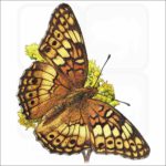 Variegated Fritillary Butterfly illustration