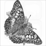 Variegated Fritillary Butterfly