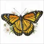 Viceroy Butterfly illustration