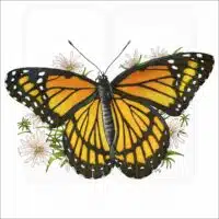 Viceroy Butterfly illustration