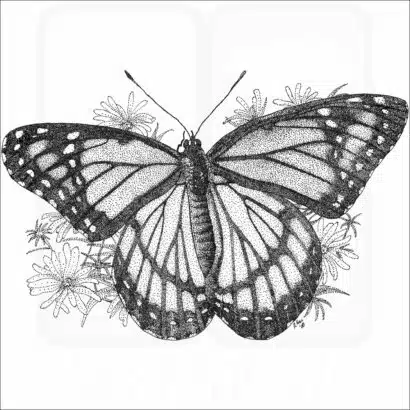 Viceroy Butterfly