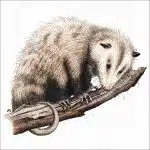 Virginia Opossum illustration