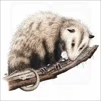 Virginia Opossum illustration
