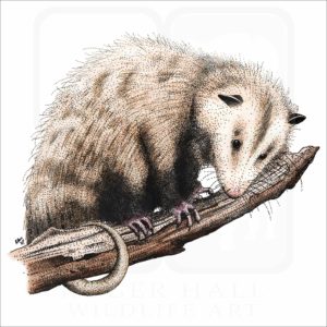 Virginia Opossum illustration