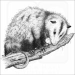 Virginia Opossum
