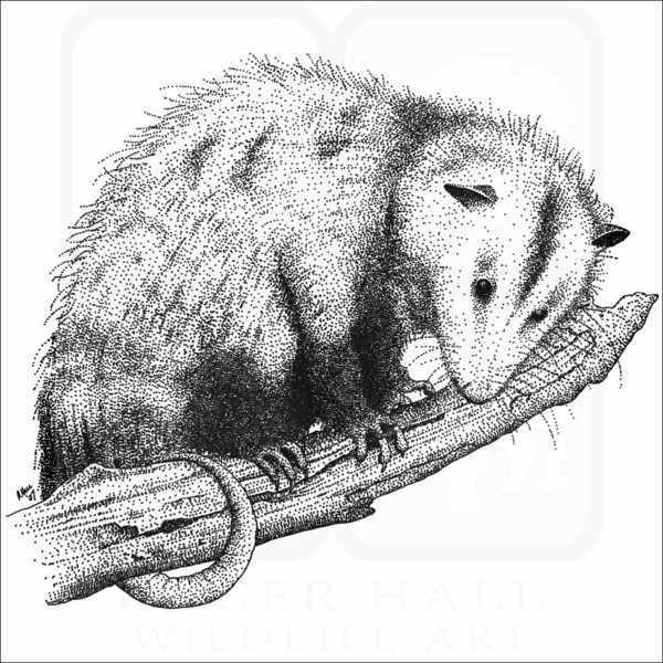 Virginia Opossum