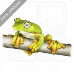 Wallace's Flying Frog stock image