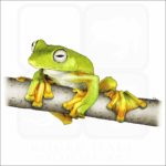 Wallace's Flying Frog illustration