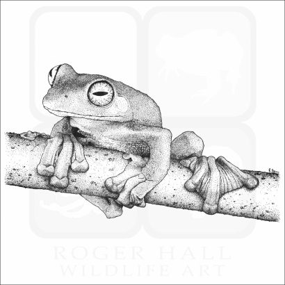 Wallace's Flying Frog
