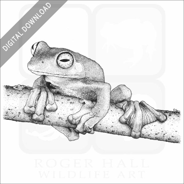 Wallace's Flying Frog