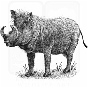Common Warthog