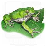 Waxy Monkey Treefrog illustration