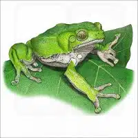 Waxy Monkey Treefrog illustration