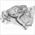 Waxy Monkey Treefrog