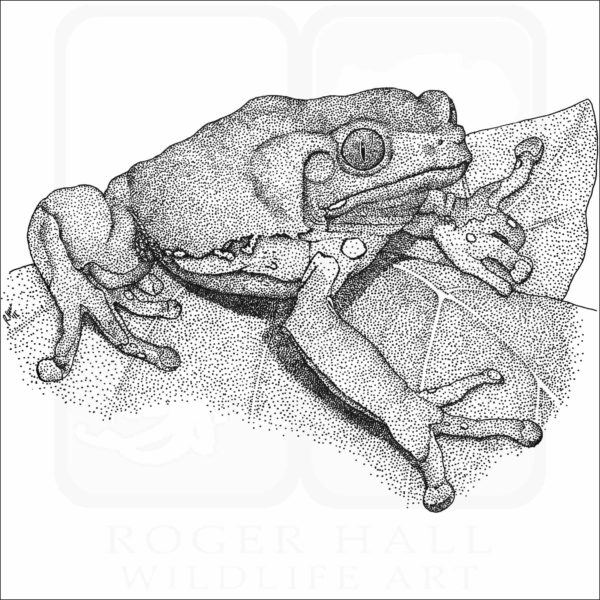 Waxy Monkey Treefrog