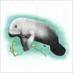 West Indian Manatee illustration