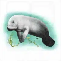 West Indian Manatee illustration