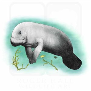 West Indian Manatee illustration