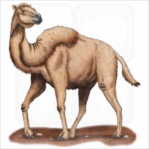 Western Camel illustration