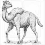 Western Camel