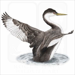 Western Grebe illustration