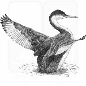 Western Grebe