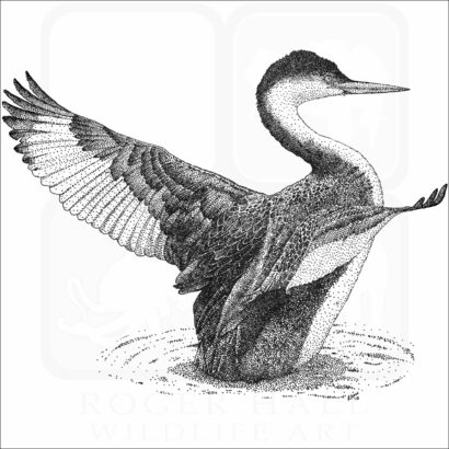 Western Grebe