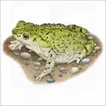 Western Green Toad illustration
