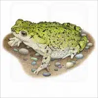 Western Green Toad illustration