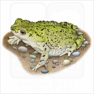 Western Green Toad illustration
