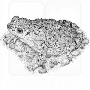 Western Green Toad