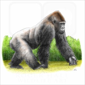 Western Lowland Gorilla illustration