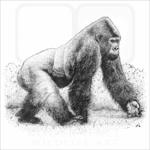 Western Lowland Gorilla