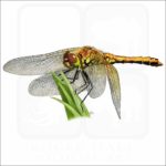Western Meadowhawk Dragonfly illustration