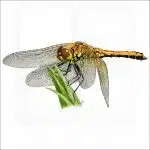 Western Meadowhawk Dragonfly illustration