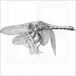 Western Meadowhawk Dragonfly