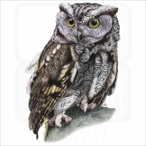 Western Screech Owl illustration